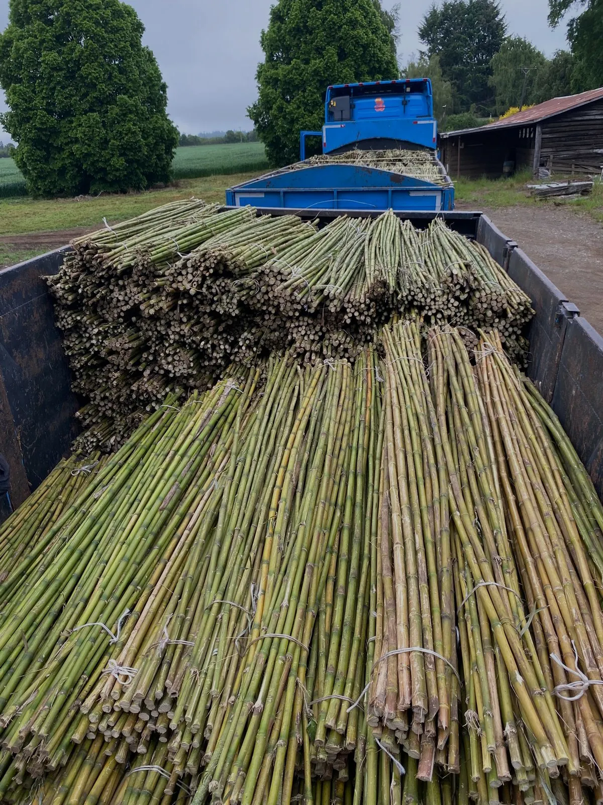 Tutores de coligues para plantaciones agrícolas