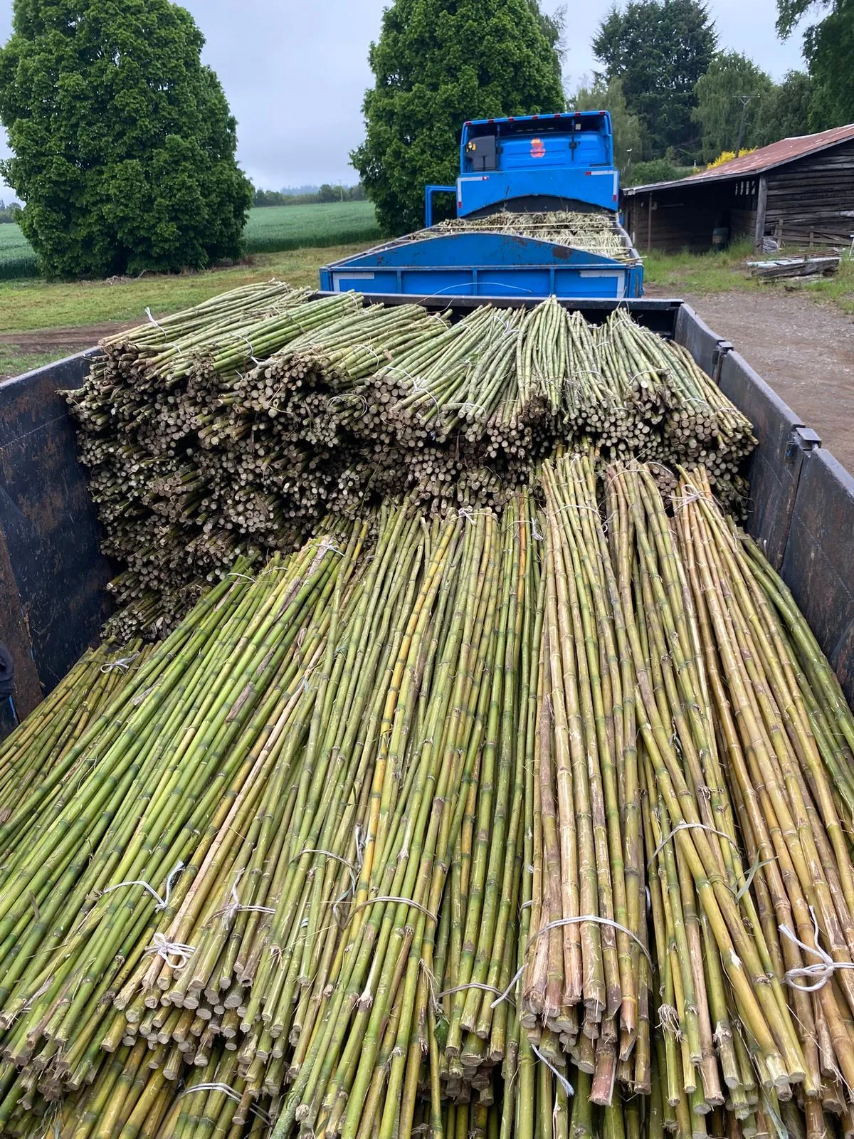 Imagen 1 - Tutores de coligues para plantaciones agrícolas