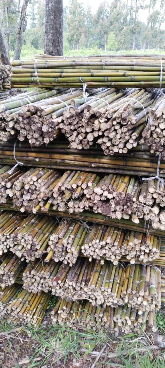 Imagen 1 - Proyecto reforestación apoyo Conaf