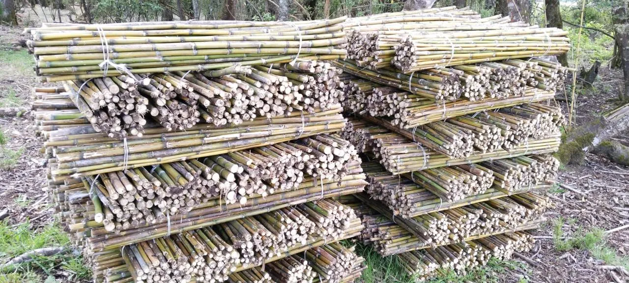 Imagen 3 - Proyecto reforestación apoyo Conaf