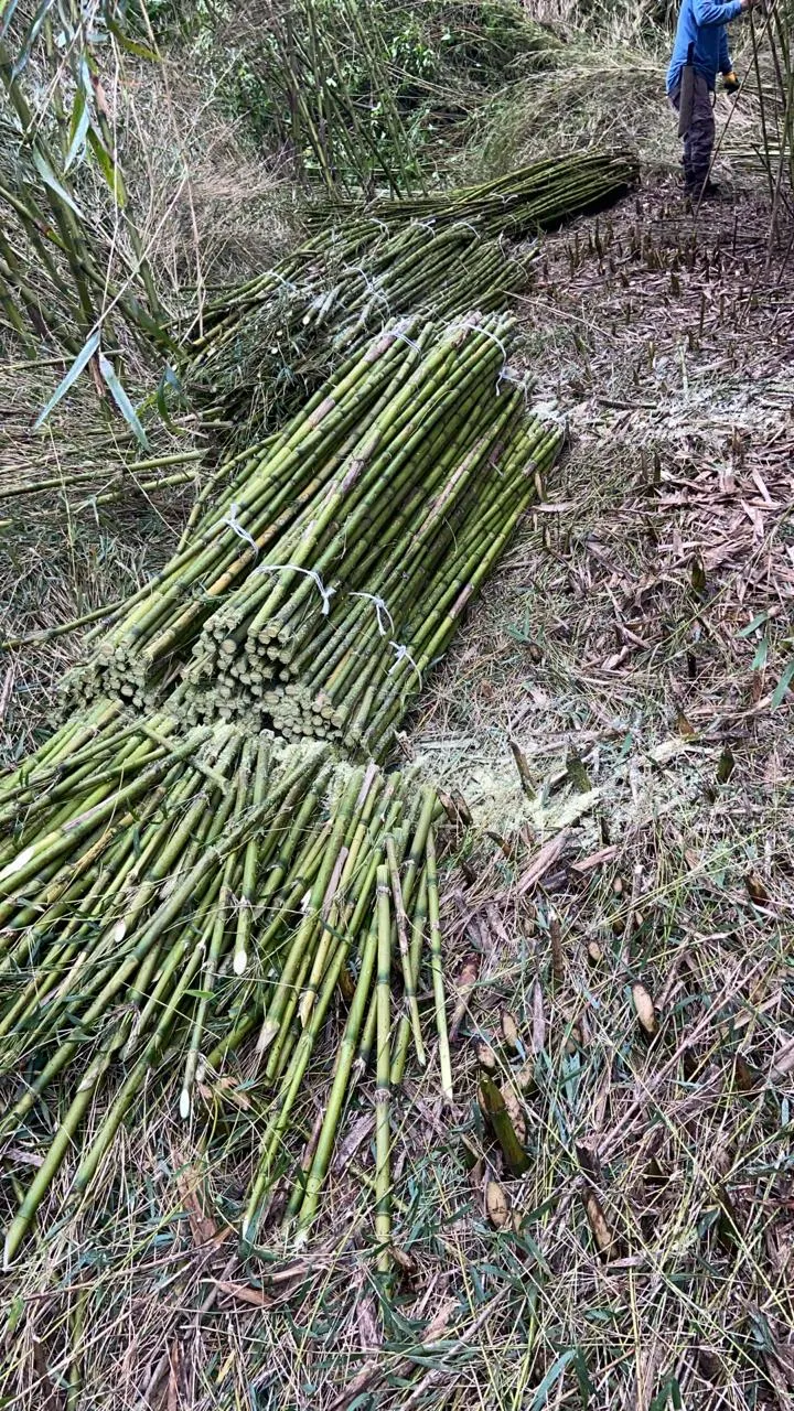 Imagen 3 - Proyecto tutores para plantaciones Viñedo