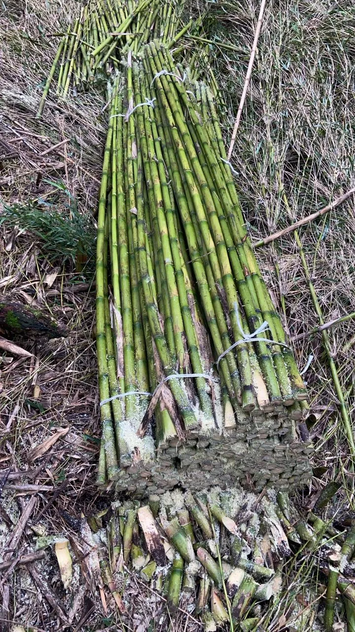 Imagen 4 - Proyecto tutores para plantaciones Viñedo