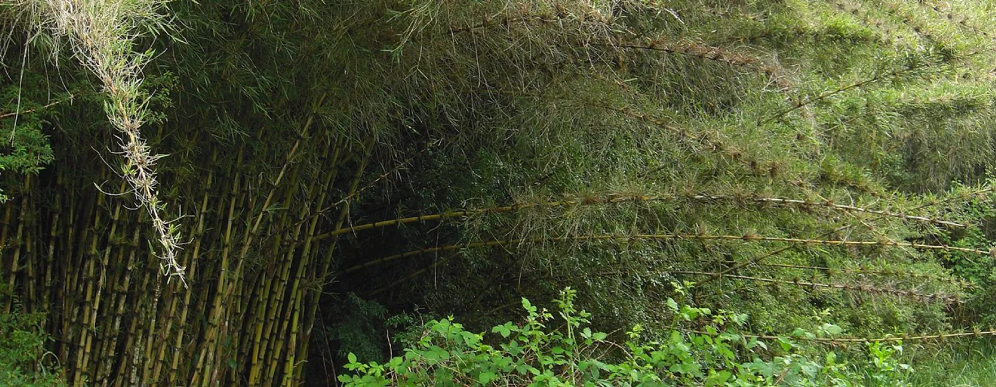 Qué es el coligue y por qué es tan valorado en Chile