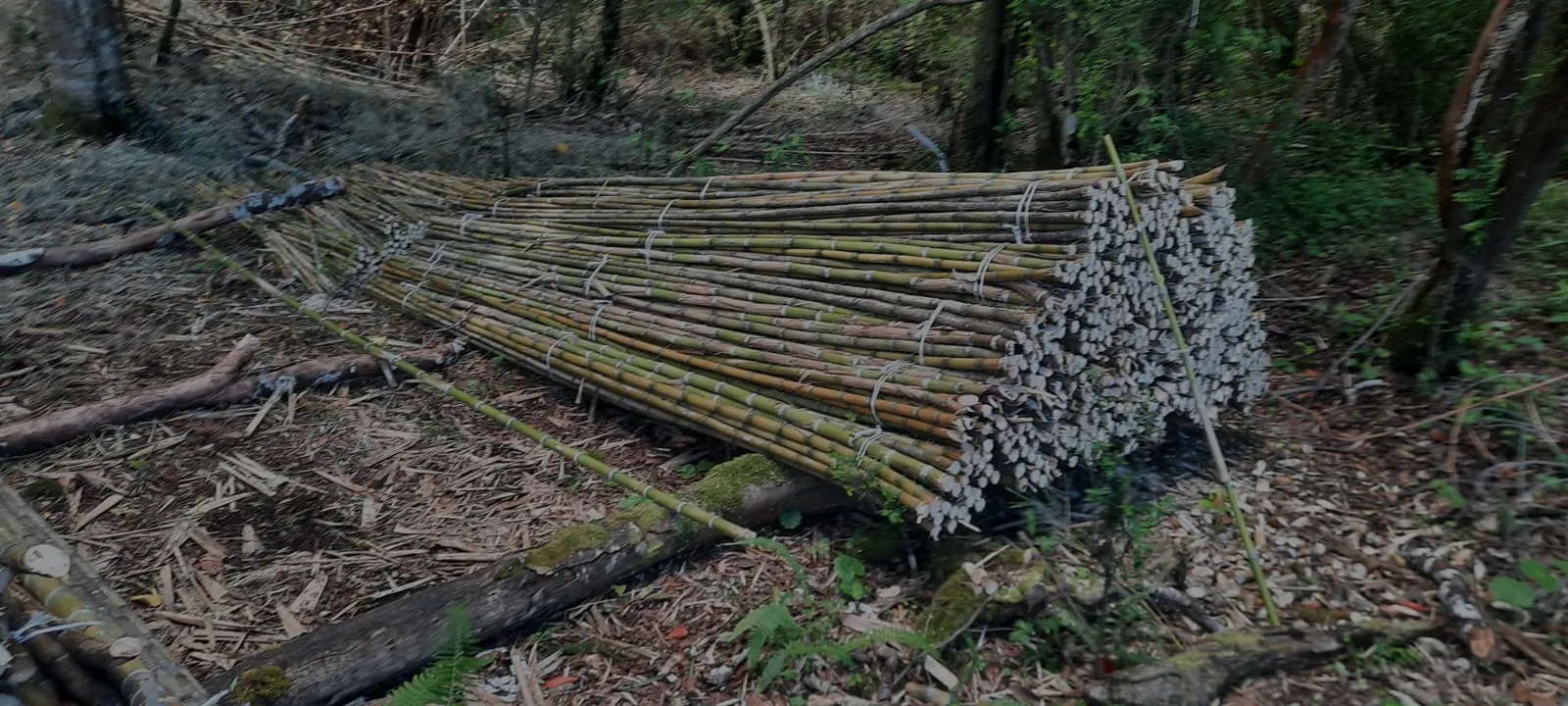 Proyecto reforestación apoyo Conaf