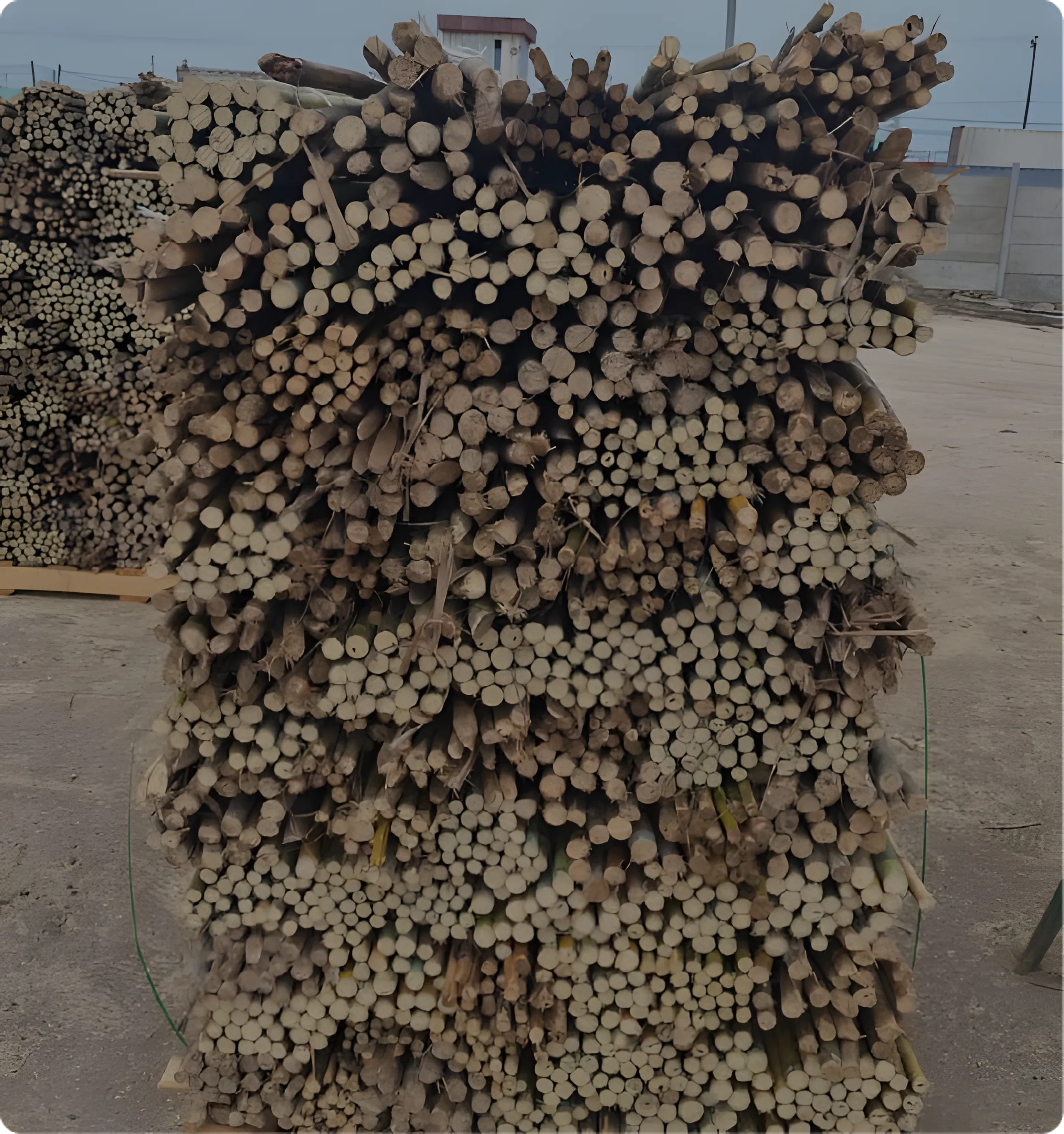 Coligües para construcción y decoración: funcionalidad y diseño natural