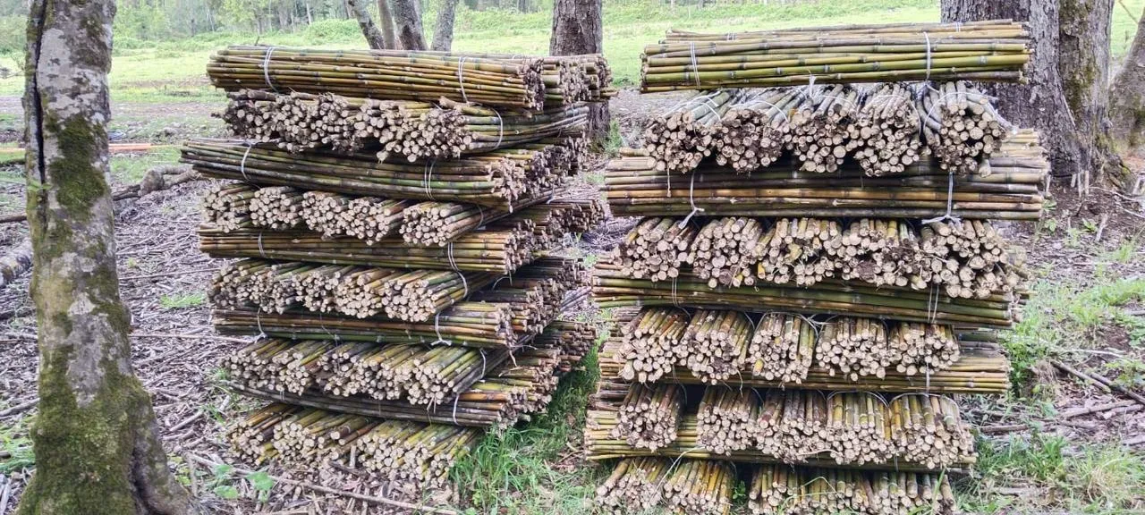 Imagen 2 - Proyecto reforestación apoyo Conaf