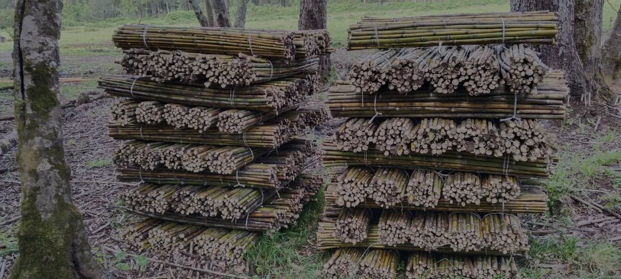 Proyecto Reforestación empresa de paisajismo