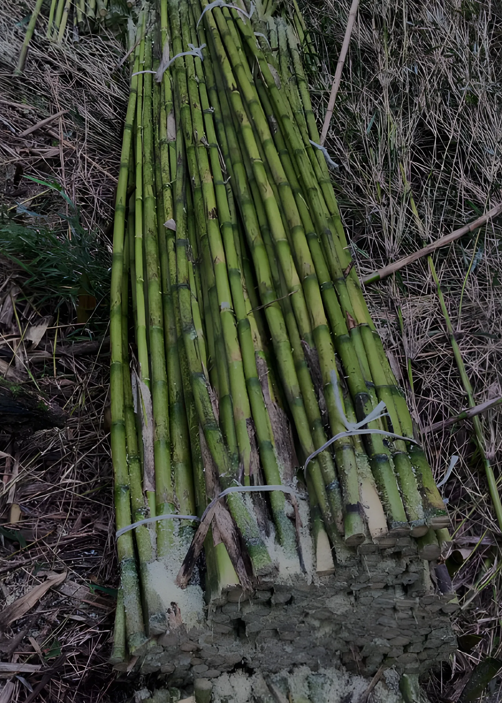 Varas de coligues para construcción y decoración
